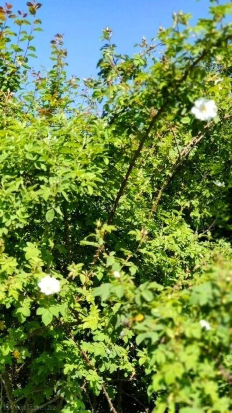 Satılır Torpaq 200 sot Qusar - şəkil 3