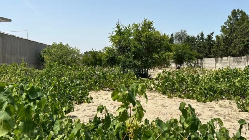 Satılır Torpaq 13 sot Bilgəh - şəkil 4