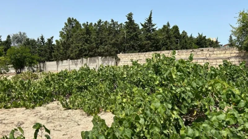 Satılır Torpaq 13 sot Bilgəh - şəkil 6