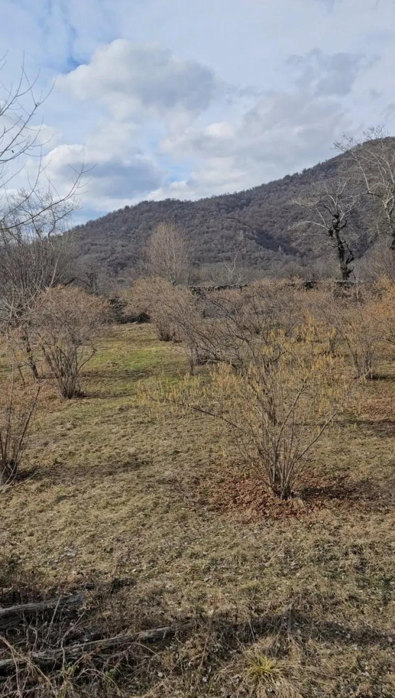 Satılır Torpaq 26 sot Qəbələ - şəkil 4