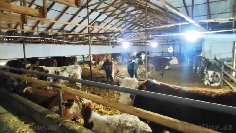 Satılır Obyekt 8500 m² Qaradağ r. - şəkil 10