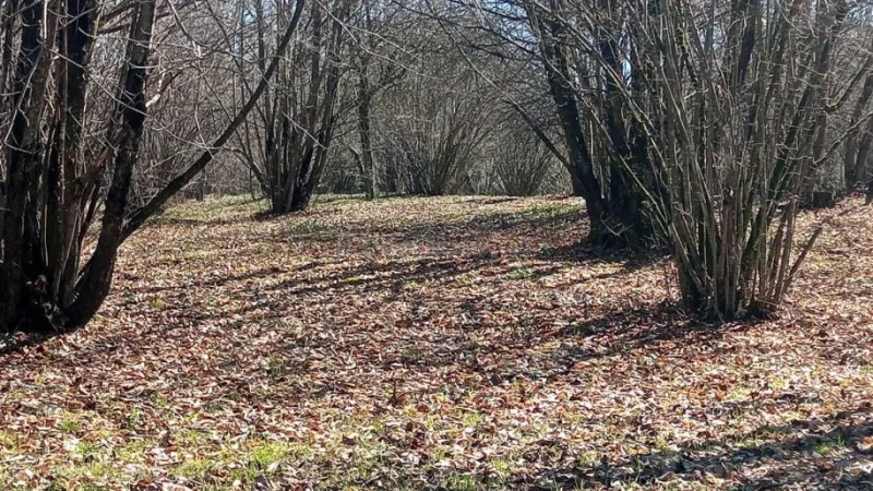 Torpaq Qəbələ Satılır