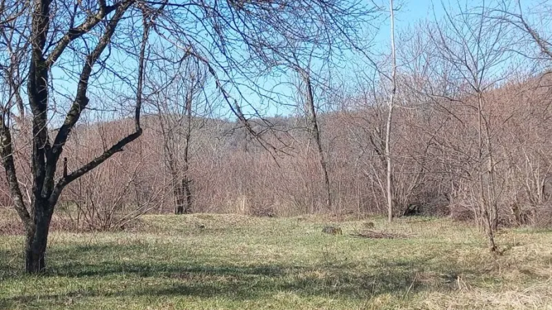 Satılır Torpaq 163 sot Qəbələ - şəkil 2