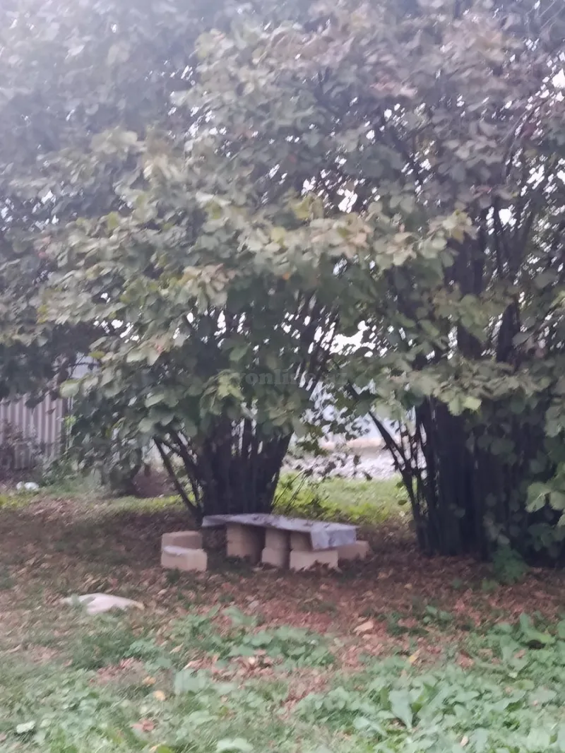 Satılır Torpaq 11.6 sot İsmayıllı - şəkil 4