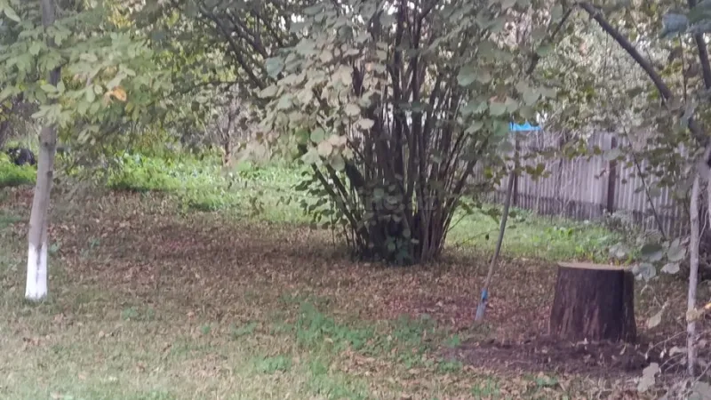 Satılır Torpaq 11.6 sot İsmayıllı - şəkil 5