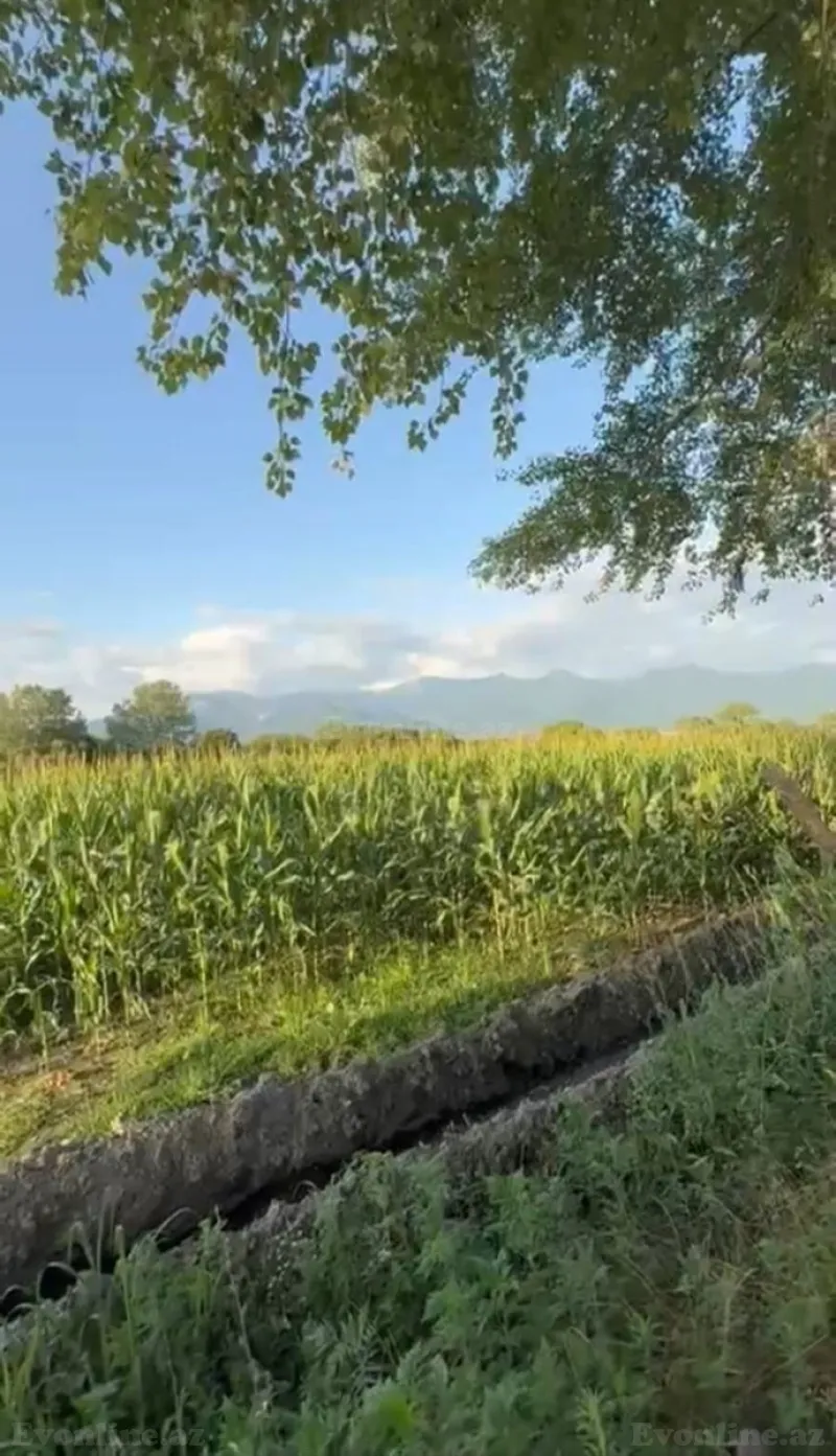 Kirayə verilir Torpaq 850 sot Qax - şəkil 2