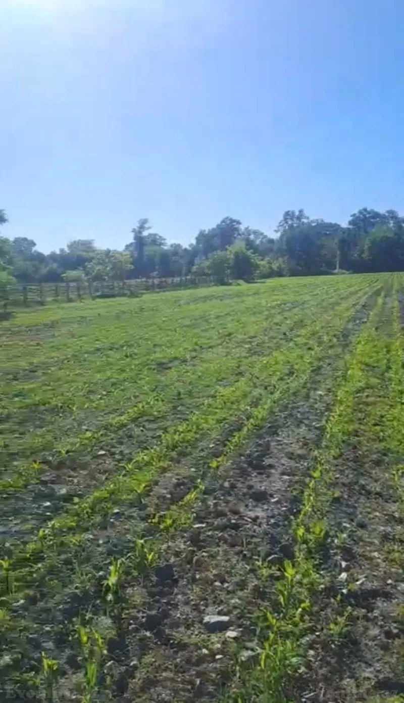 Kirayə verilir Torpaq 850 sot Qax - şəkil 4