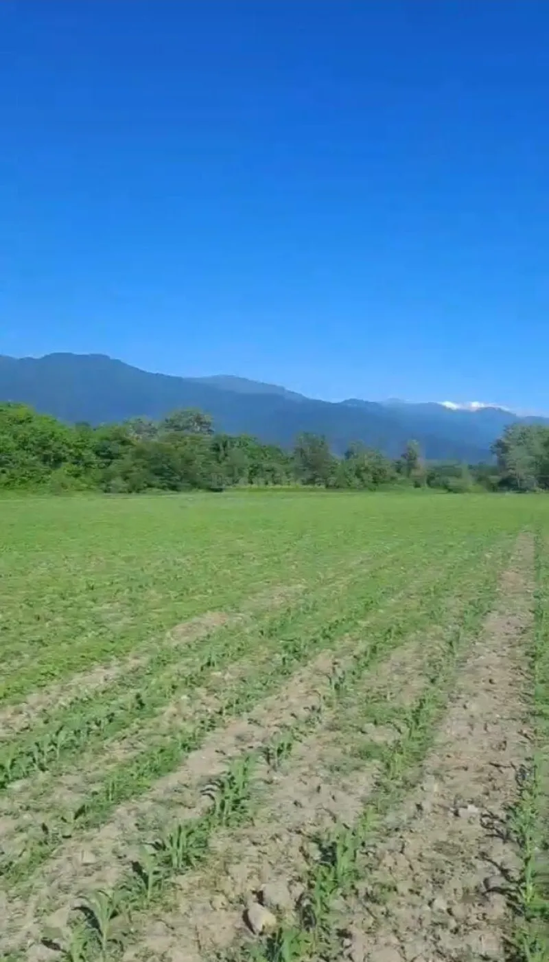 Kirayə verilir Torpaq 850 sot Qax - şəkil 6