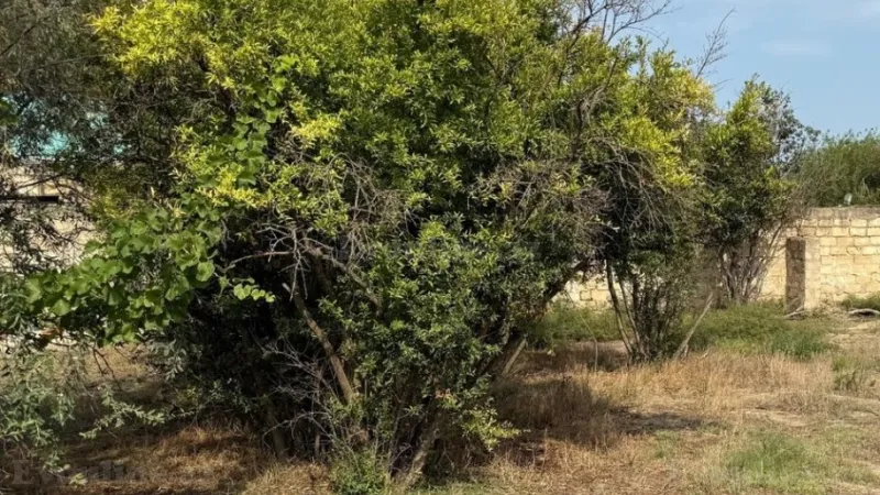 Satılır Torpaq 25 sot Novxanı - şəkil 17