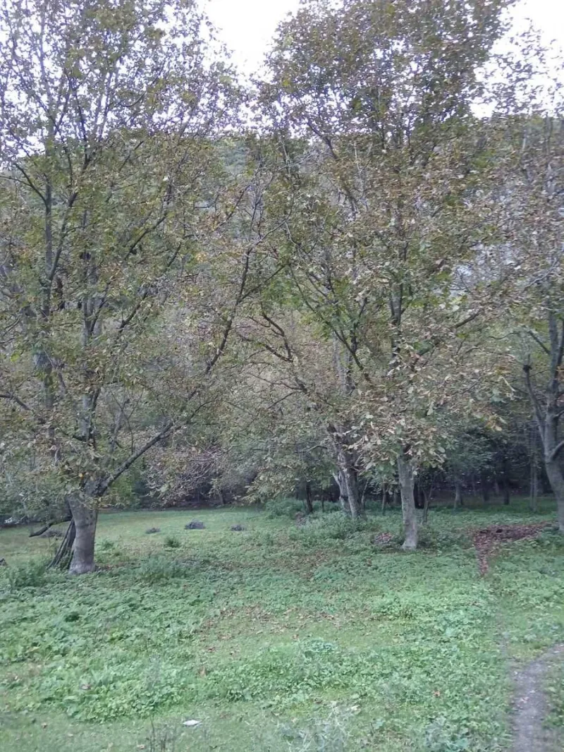 Satılır Torpaq 11 sot Oğuz - şəkil 3