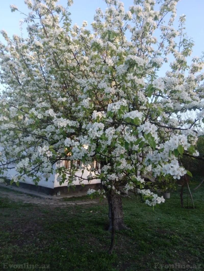 Torpaq Qəbələ Satılır