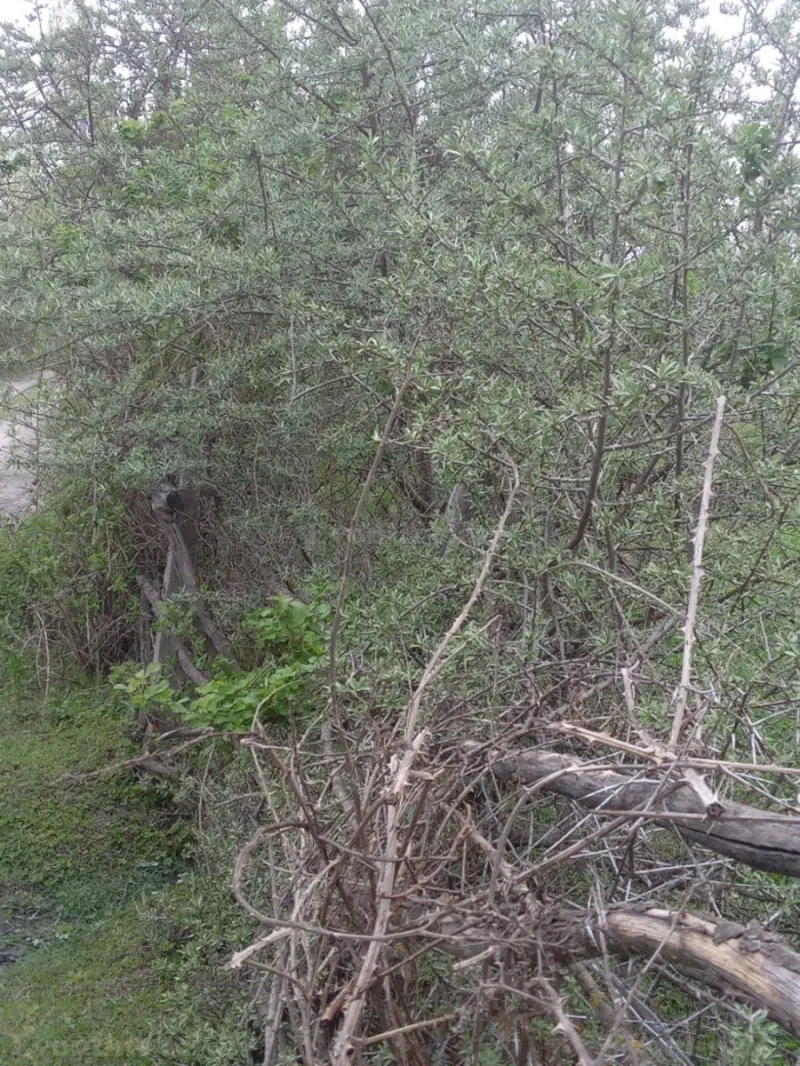 Satılır Torpaq 23 sot Qəbələ - şəkil 2