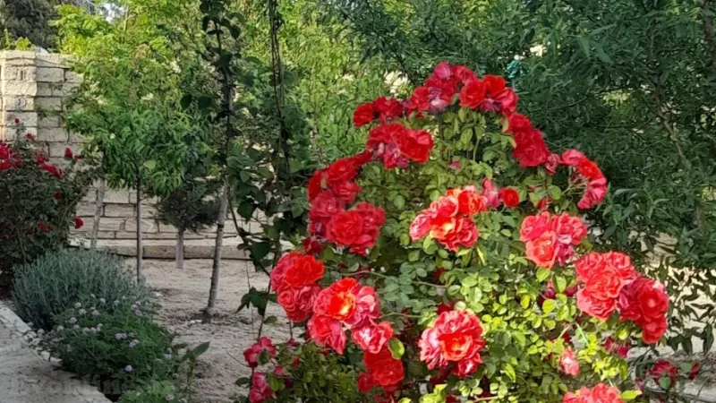 Satılır Torpaq 12 sot Şüvəlan - şəkil 9