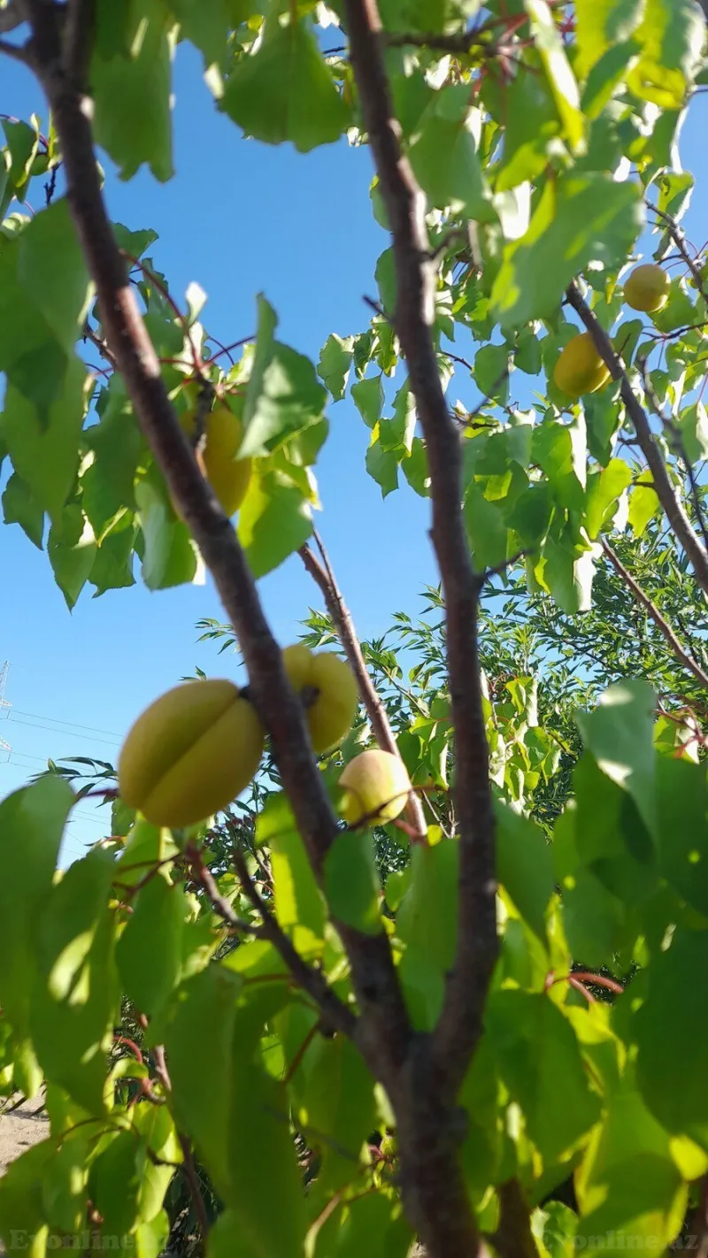 Satılır Torpaq 12 sot Şüvəlan - şəkil 19