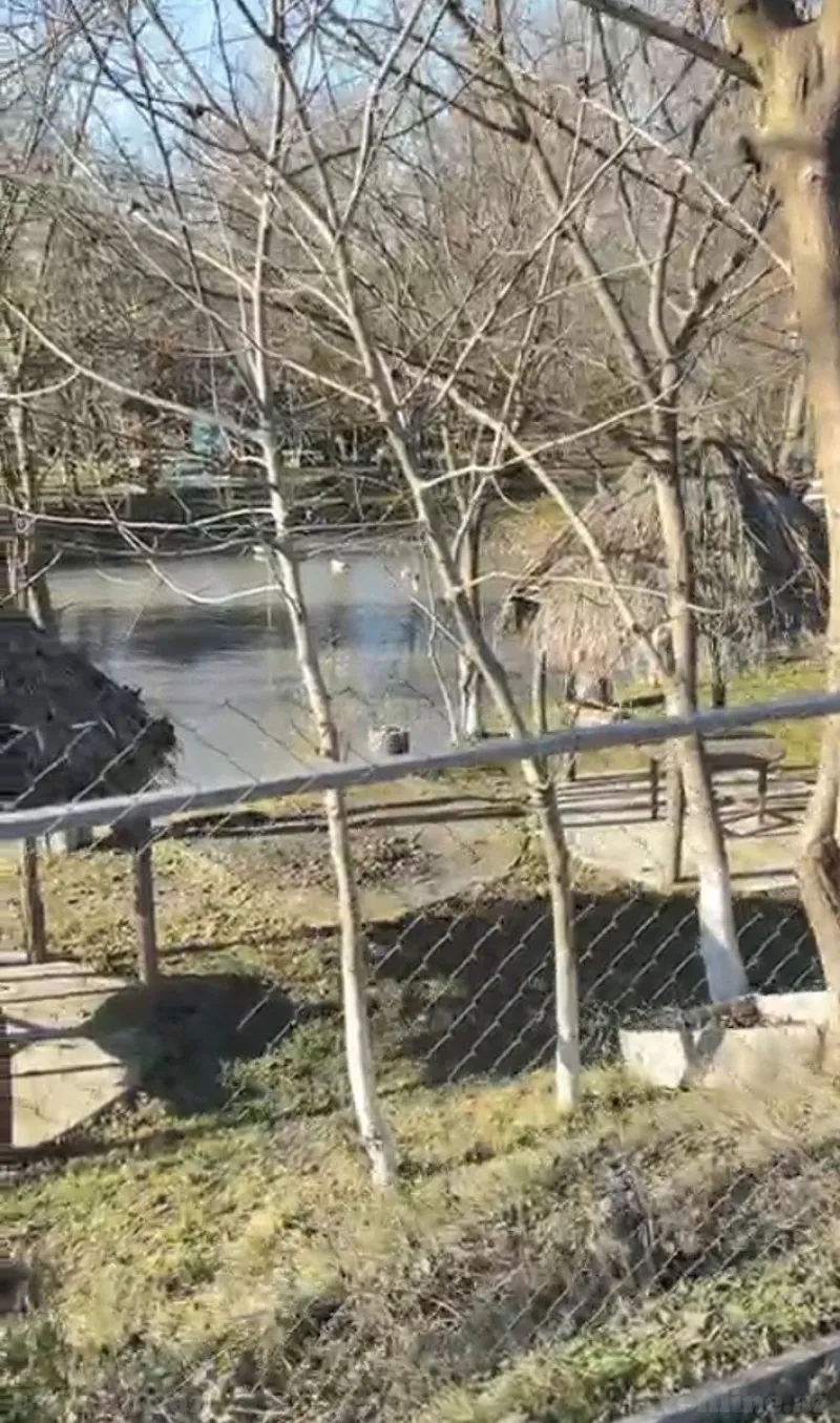 Satılır Torpaq 7 sot Qəbələ - şəkil 8