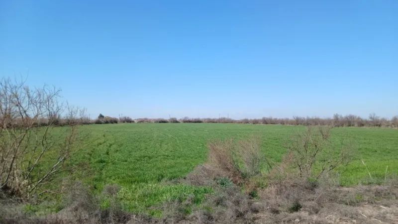 Satılır Torpaq 300 sot Neftçala - şəkil 4