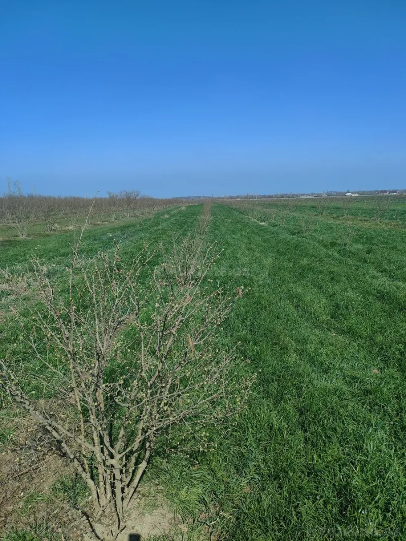 Satılır Torpaq 94 sot Xudat - şəkil 2