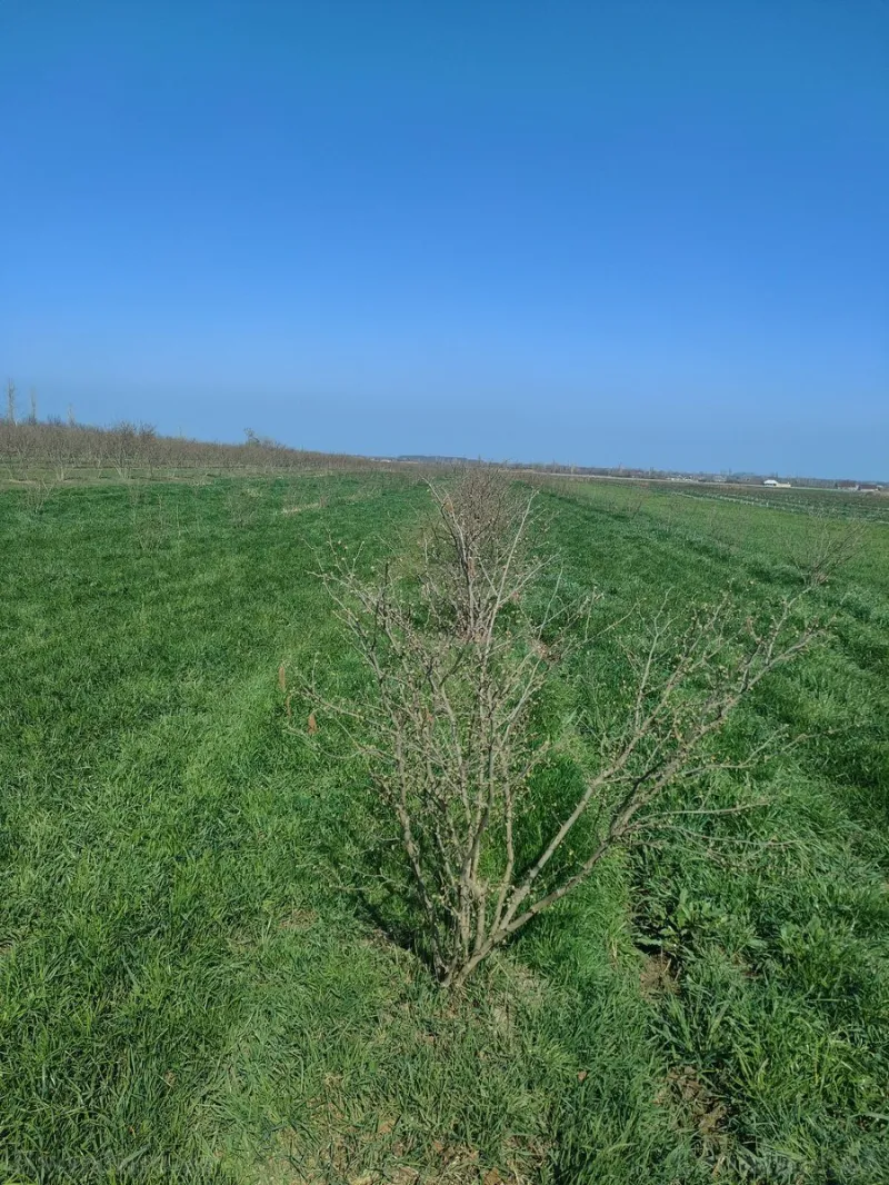 Satılır Torpaq 94 sot Xudat - şəkil 3