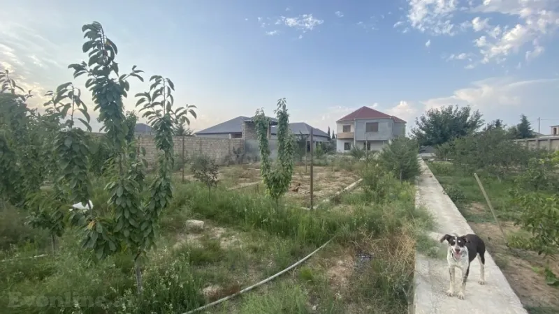 Satılır Torpaq 12 sot Şüvəlan - şəkil 4