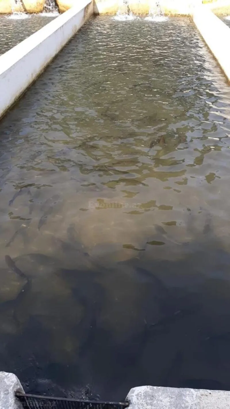 Satılır Obyekt 5000 m² Binəqədi r. - şəkil 9