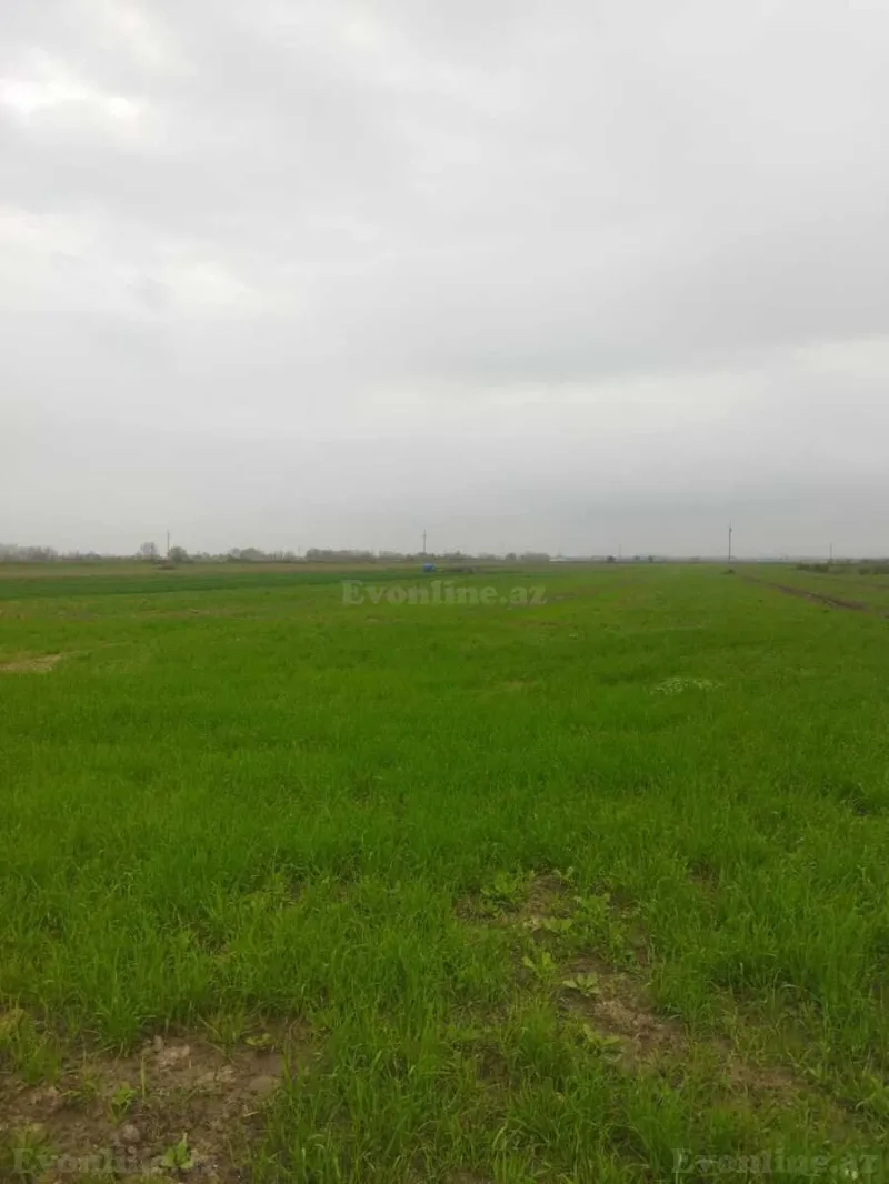 Torpaq Şabran Satılır