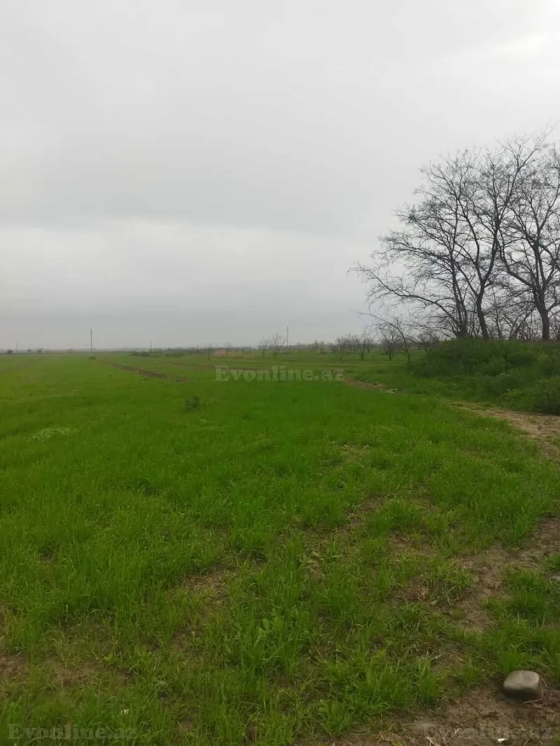 Satılır Torpaq 400 sot Şabran - şəkil 2