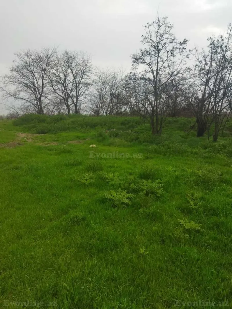 Satılır Torpaq 400 sot Şabran - şəkil 5