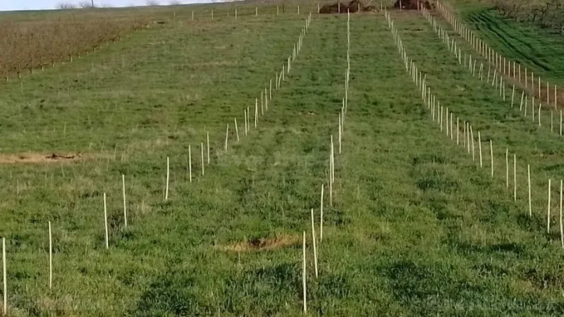 Torpaq Quba Satılır