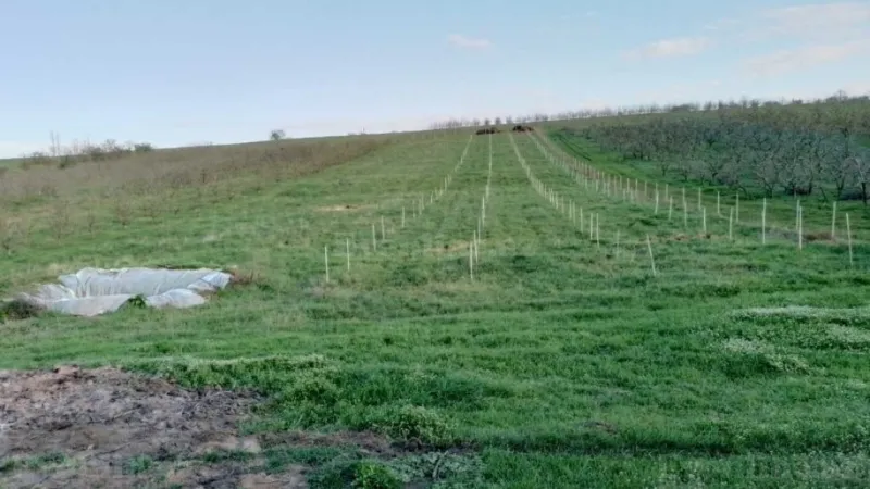 Satılır Torpaq 64 sot Quba - şəkil 2