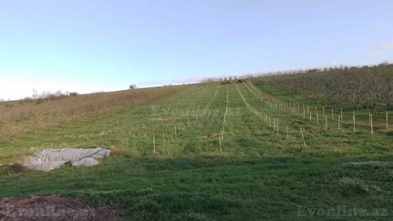 Satılır Torpaq 64 sot Quba - şəkil 3