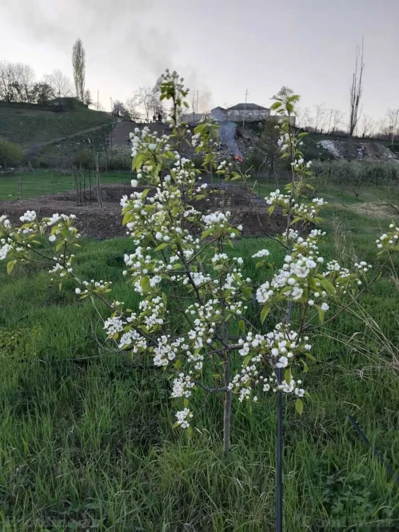 Satılır Torpaq 64 sot Quba - şəkil 8