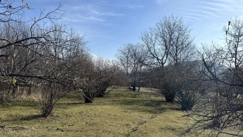 Satılır Torpaq 15 sot Qəbələ - şəkil 4