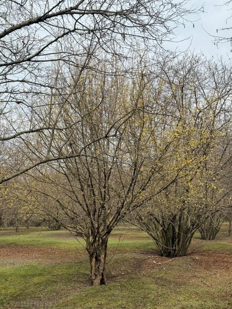 Torpaq Qəbələ Satılır