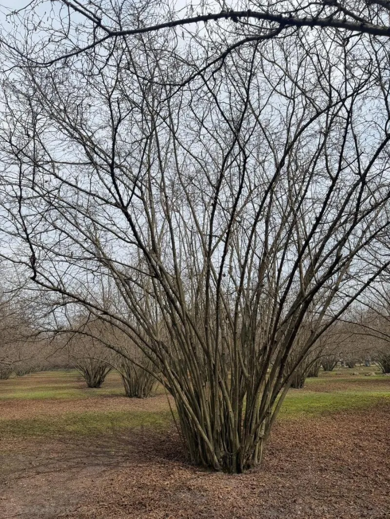 Satılır Torpaq 35 sot Qəbələ - şəkil 2