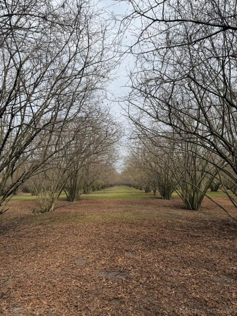 Satılır Torpaq 35 sot Qəbələ - şəkil 3