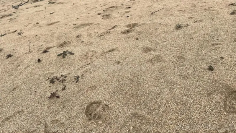 Satılır Torpaq 6 sot Sabunçu r. - şəkil 2