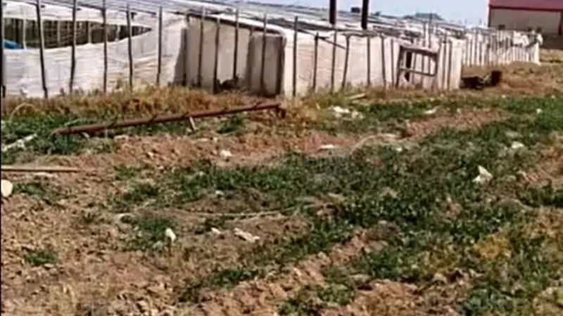 Torpaq Zirə Satılır