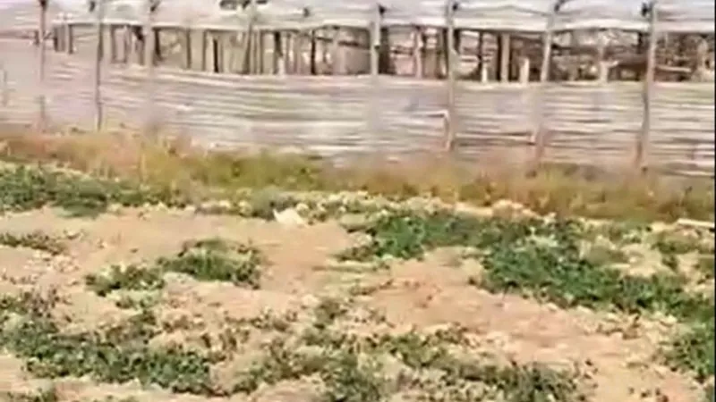 Satılır Torpaq 700 sot Zirə - şəkil 2