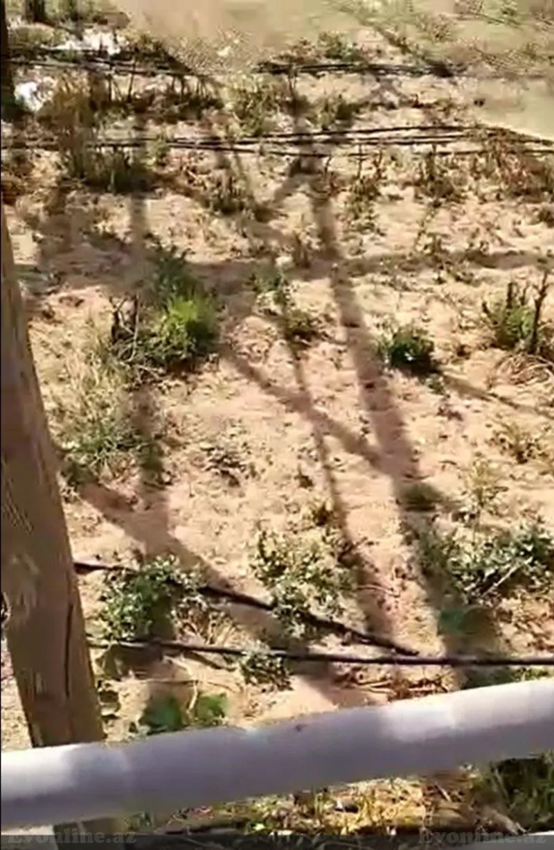 Satılır Torpaq 700 sot Zirə - şəkil 3