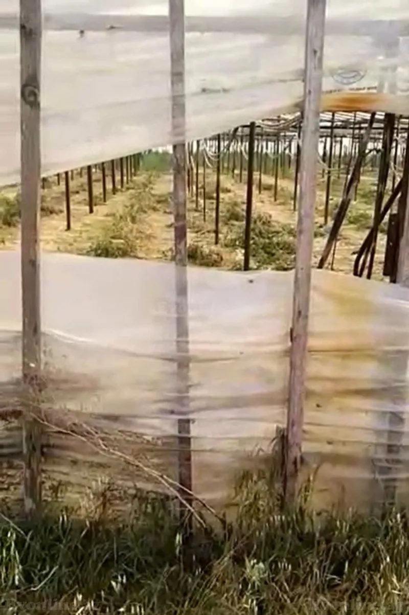 Satılır Torpaq 700 sot Zirə - şəkil 4