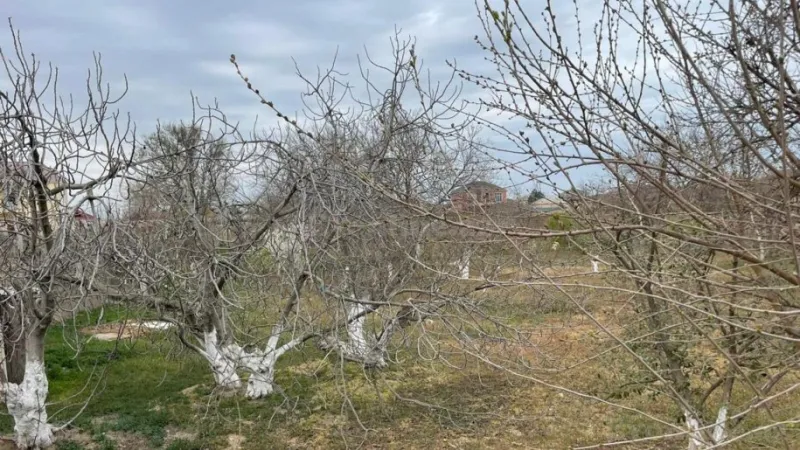 Satılır Torpaq 300 sot Abşeron r. - şəkil 3