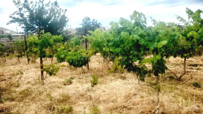 Satılır Torpaq 5.5 sot Buzovna - şəkil 2