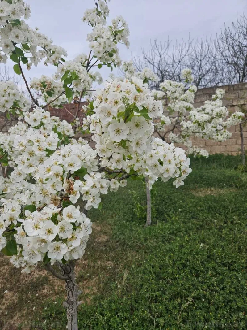 Satılır Torpaq 18 sot Bilgəh - şəkil 4