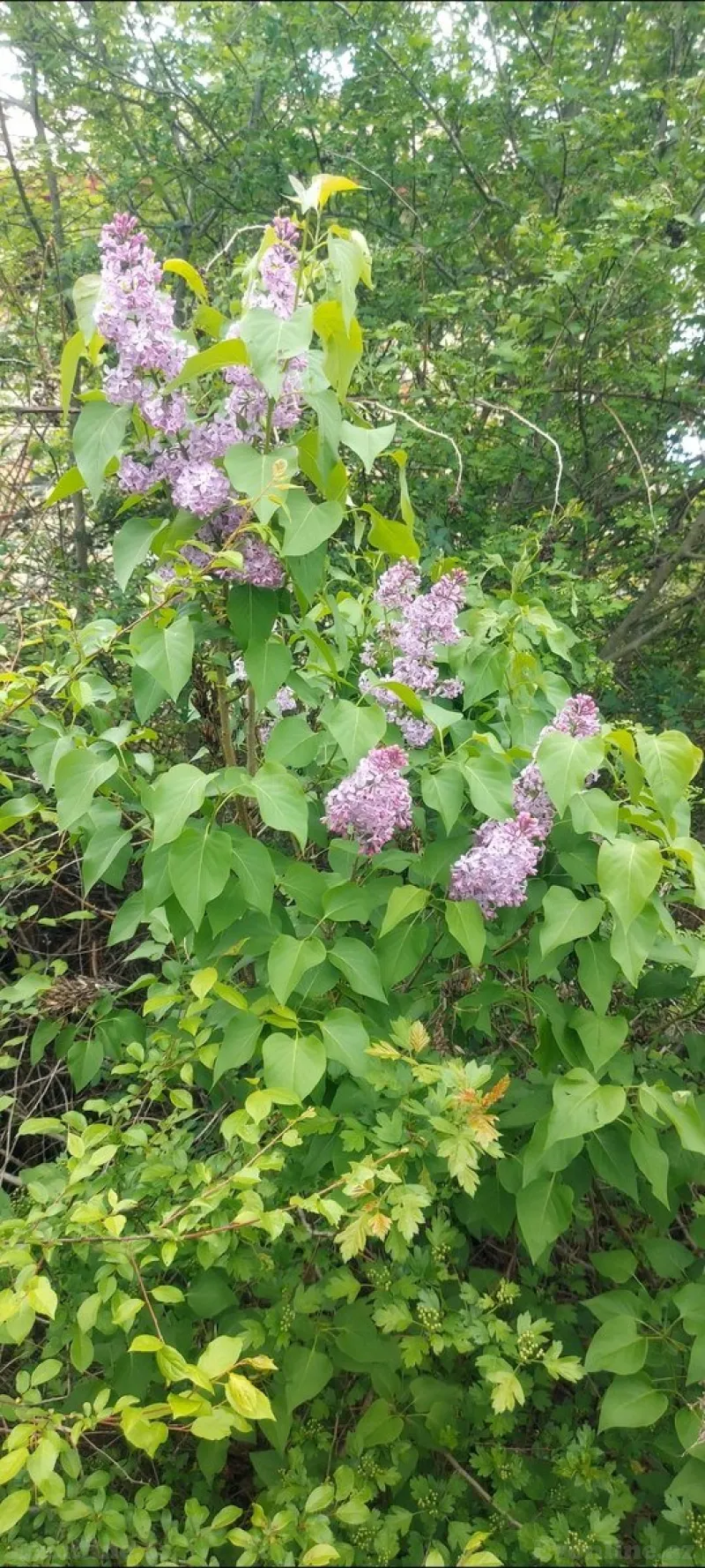 Satılır Torpaq 15 sot Şabran - şəkil 6