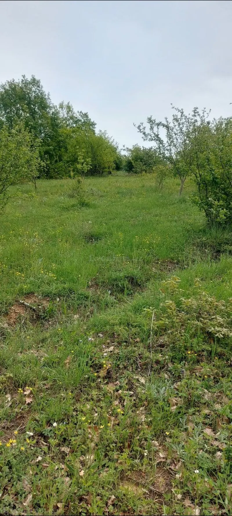 Satılır Torpaq 15 sot Şabran - şəkil 7