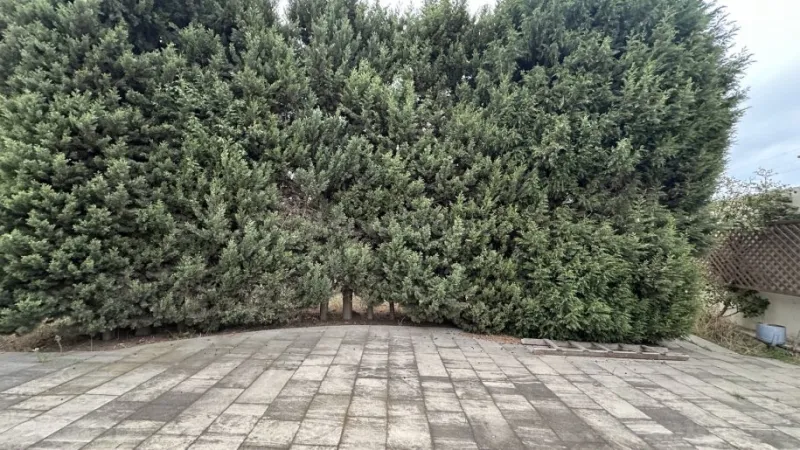 Satılır Torpaq 16 sot Novxanı - şəkil 7