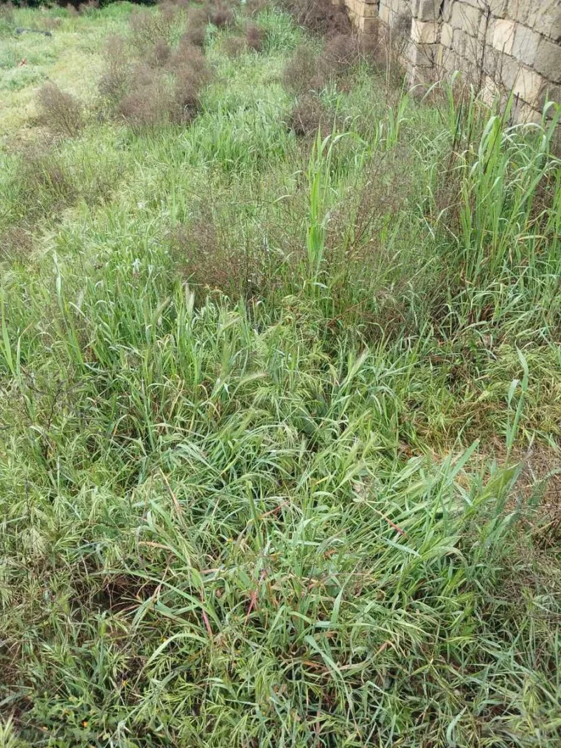 Satılır Torpaq 7 sot Badamdar - şəkil 5