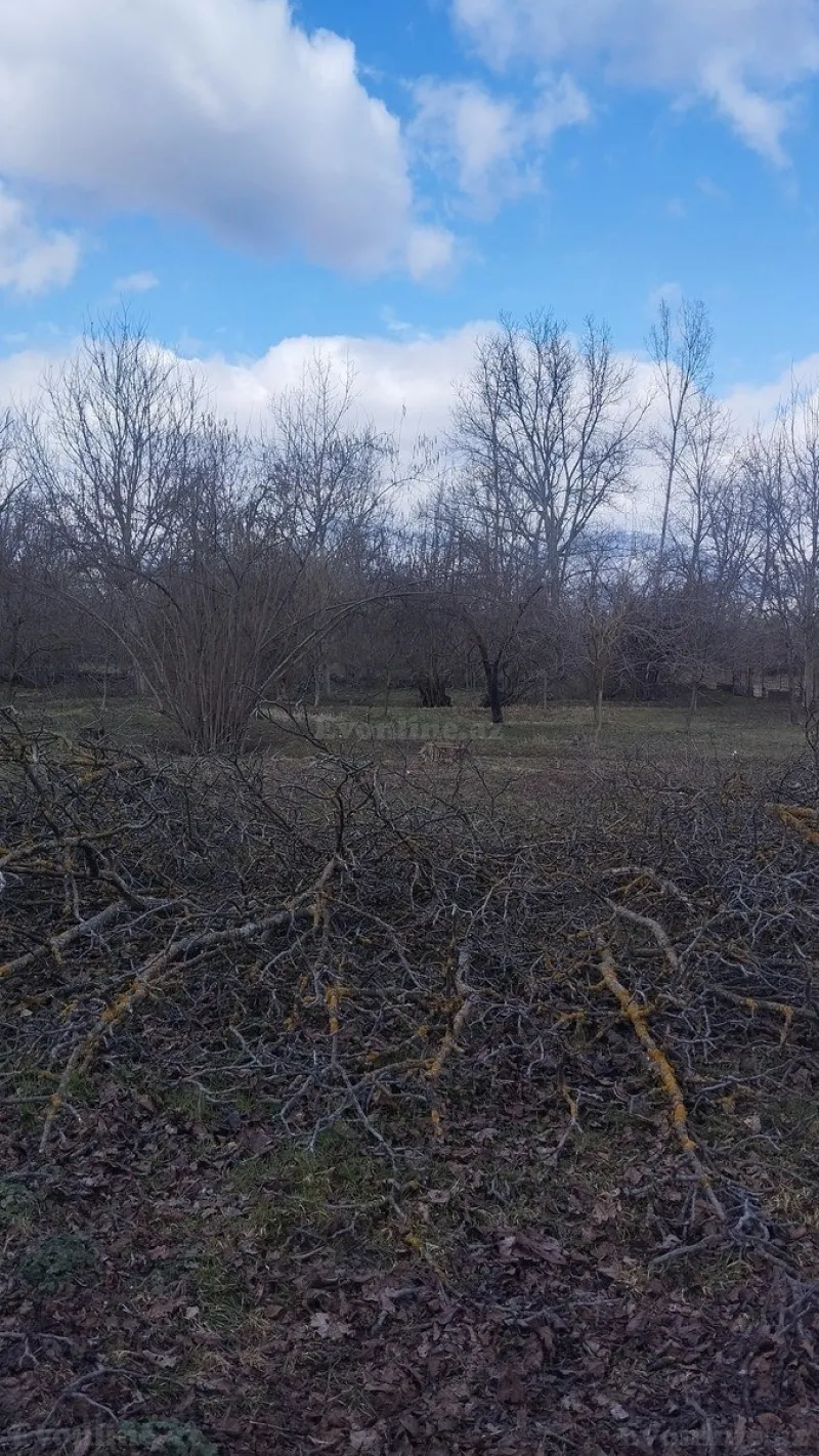 Satılır Torpaq 30 sot Qəbələ - şəkil 2