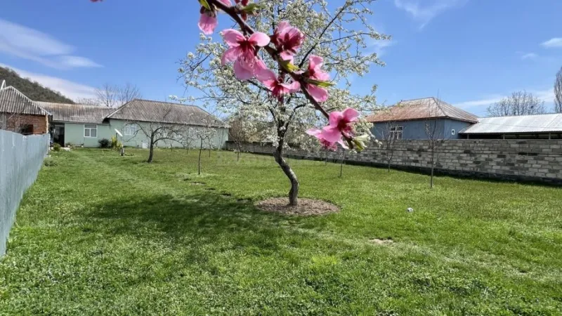 Satılır Torpaq 24 sot Qəbələ - şəkil 2