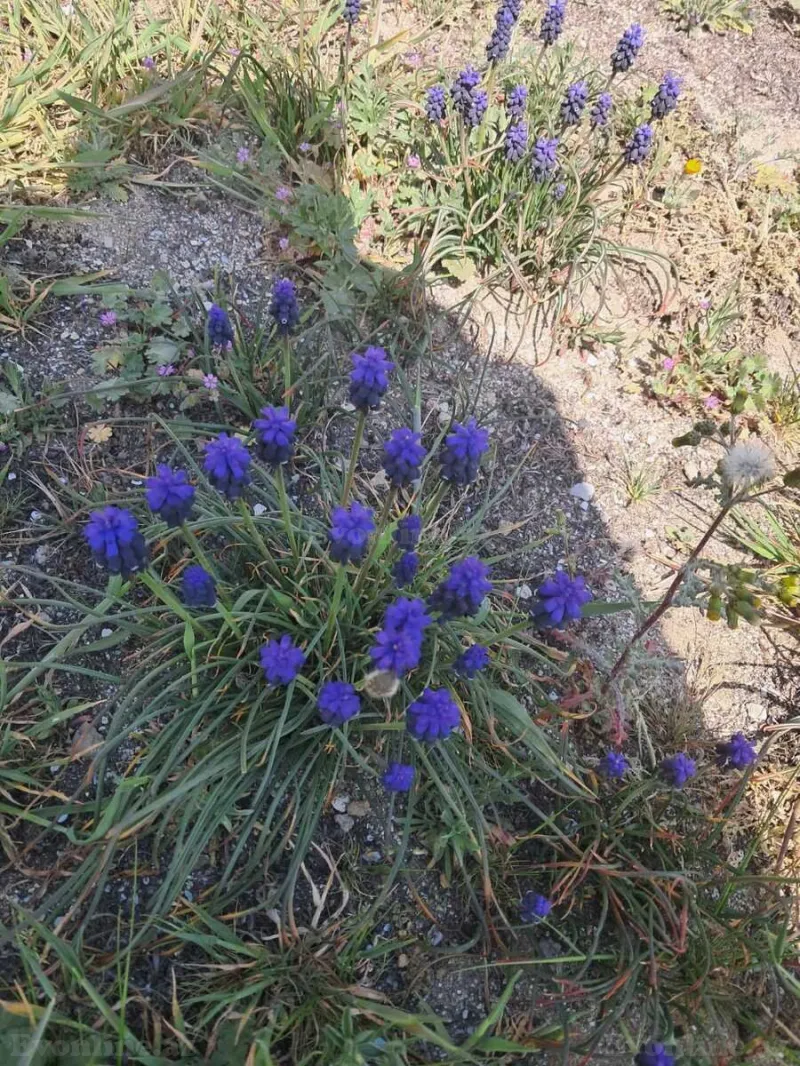 Satılır Torpaq 16 sot Novxanı - şəkil 7